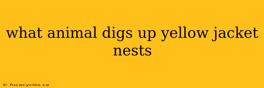 what animal digs up yellow jacket nests