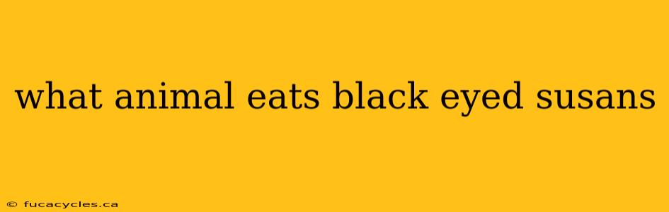 what animal eats black eyed susans