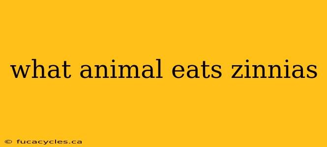 what animal eats zinnias