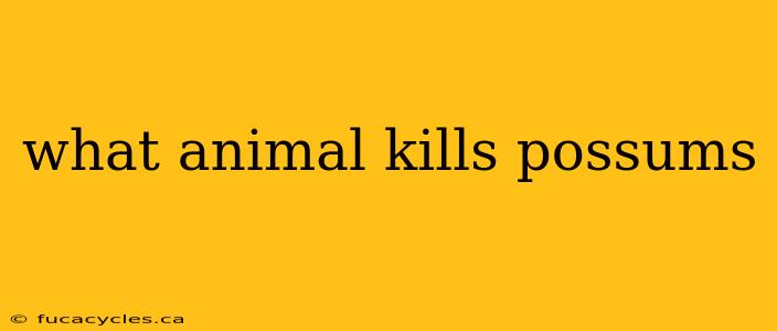 what animal kills possums