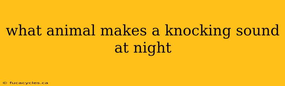 what animal makes a knocking sound at night