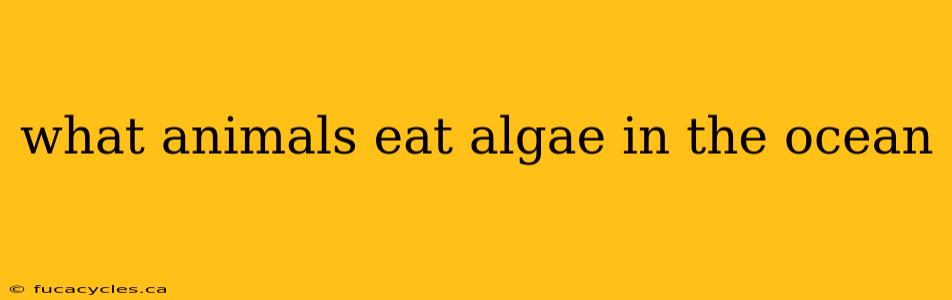 what animals eat algae in the ocean