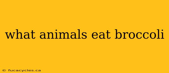 what animals eat broccoli