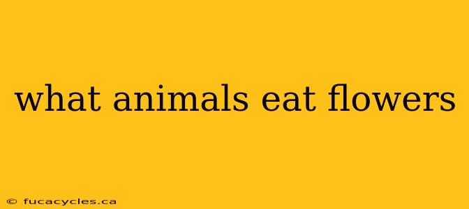 what animals eat flowers