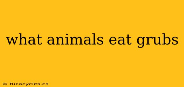 what animals eat grubs