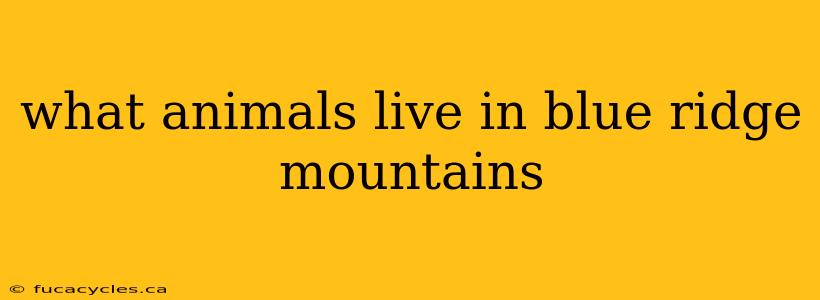 what animals live in blue ridge mountains