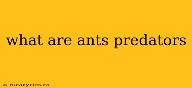 what are ants predators