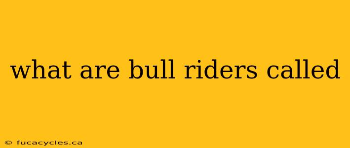 what are bull riders called