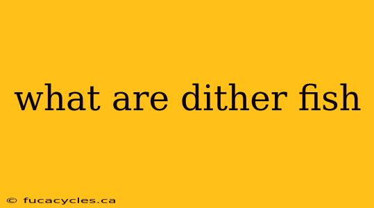 what are dither fish