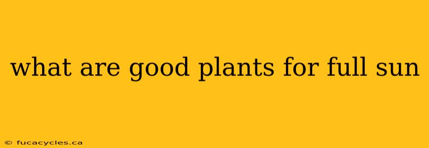 what are good plants for full sun