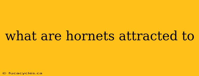 what are hornets attracted to