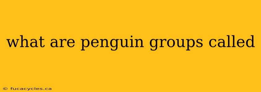 what are penguin groups called