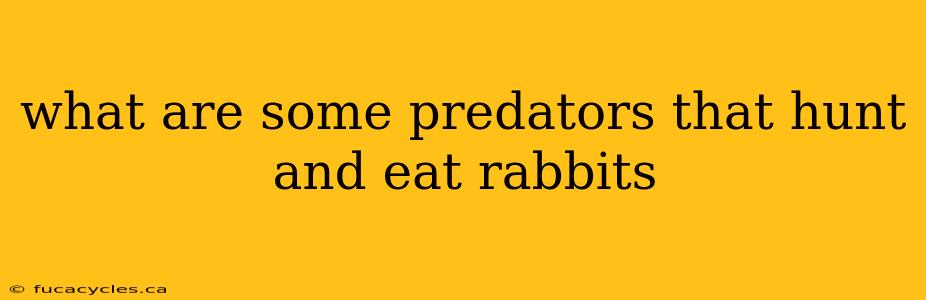 what are some predators that hunt and eat rabbits