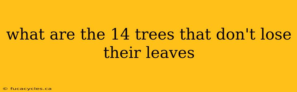 what are the 14 trees that don't lose their leaves