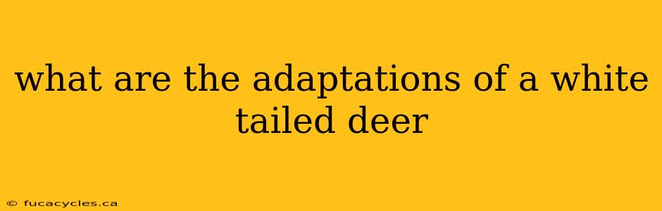 what are the adaptations of a white tailed deer