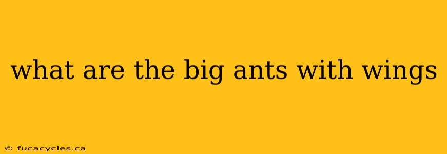 what are the big ants with wings