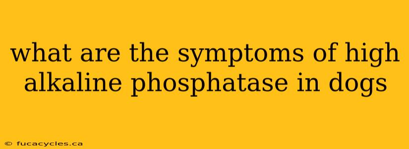 what are the symptoms of high alkaline phosphatase in dogs