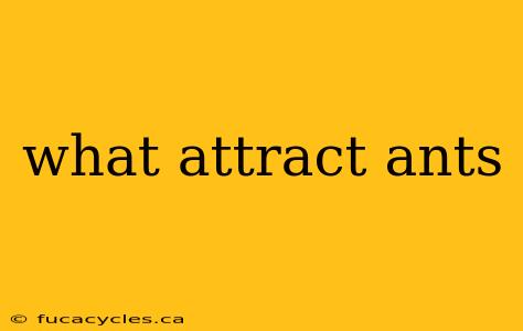 what attract ants