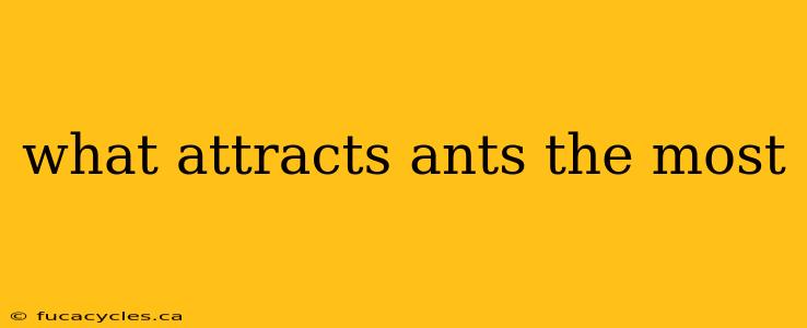 what attracts ants the most