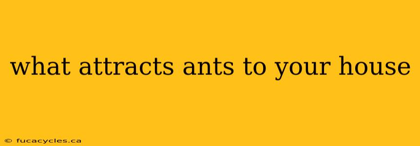 what attracts ants to your house