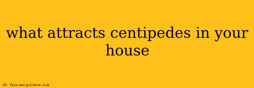 what attracts centipedes in your house