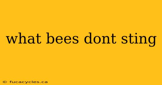 what bees dont sting