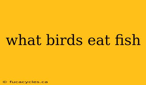 what birds eat fish