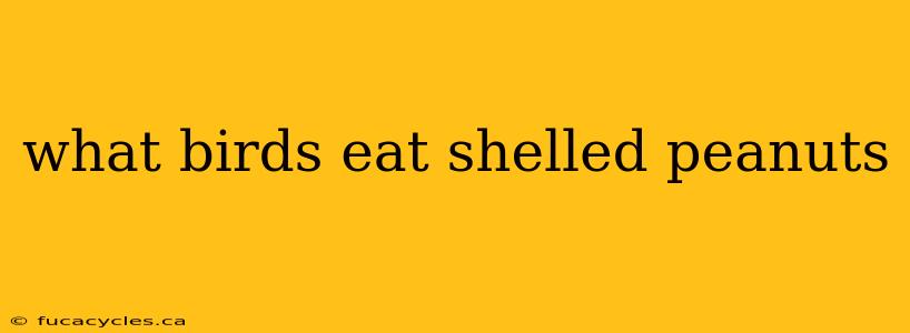 what birds eat shelled peanuts