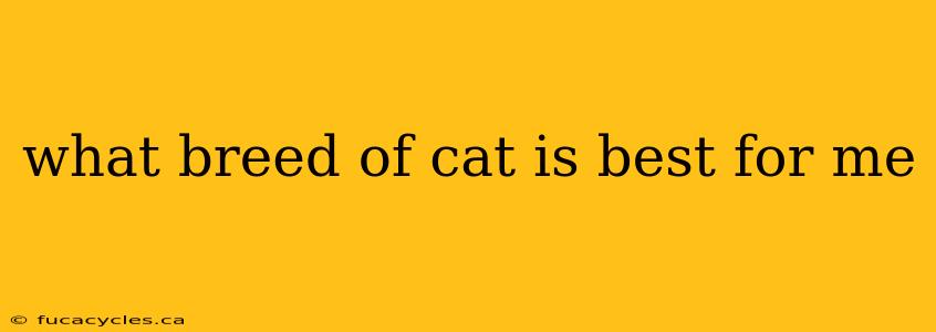 what breed of cat is best for me