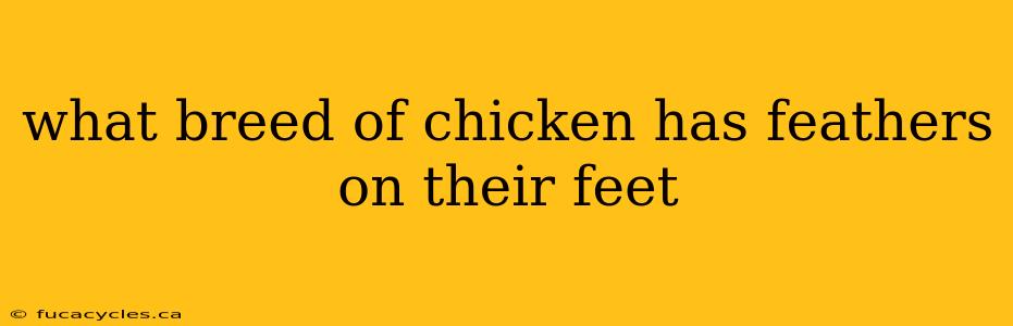 what breed of chicken has feathers on their feet