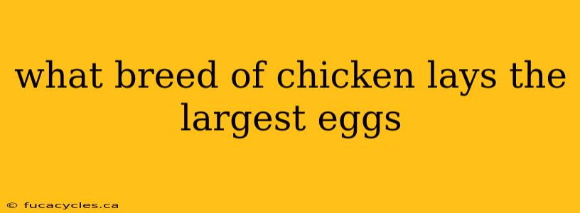 what breed of chicken lays the largest eggs