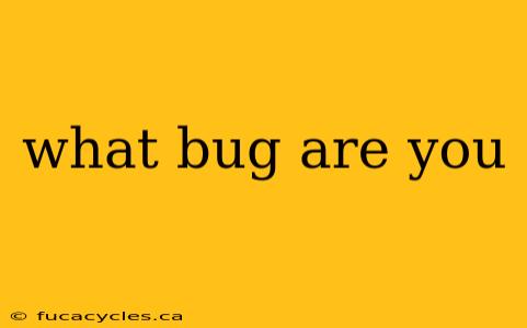 what bug are you