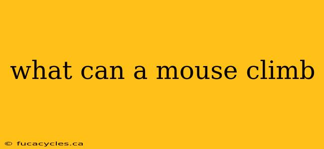 what can a mouse climb