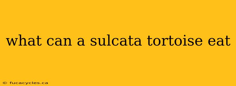 what can a sulcata tortoise eat