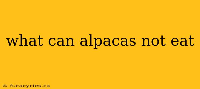 what can alpacas not eat