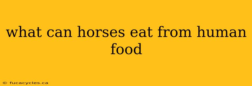 what can horses eat from human food