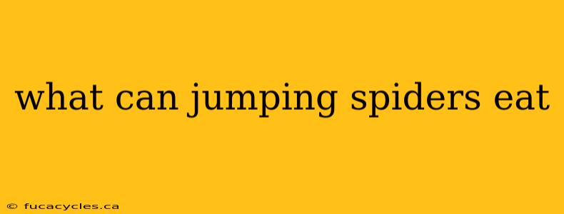 what can jumping spiders eat