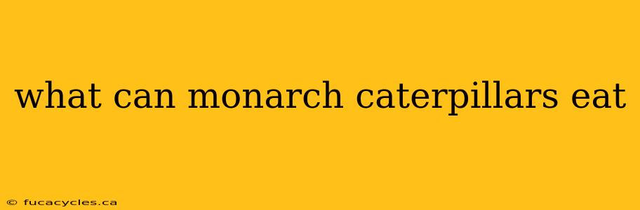 what can monarch caterpillars eat