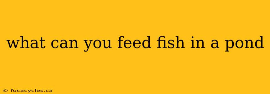 what can you feed fish in a pond