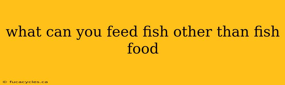 what can you feed fish other than fish food