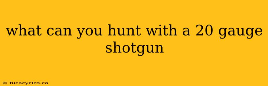 what can you hunt with a 20 gauge shotgun