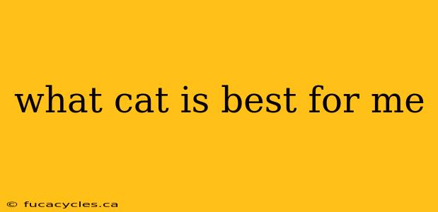 what cat is best for me