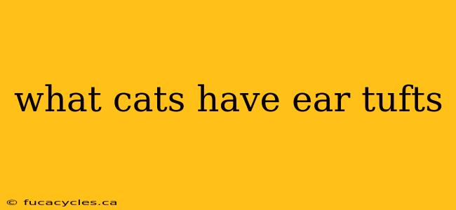 what cats have ear tufts