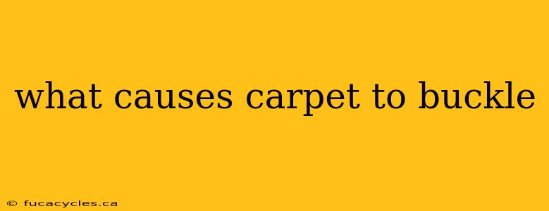 what causes carpet to buckle