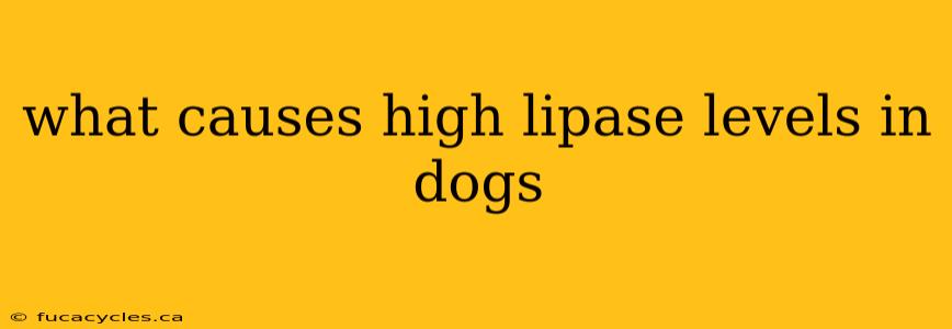 what causes high lipase levels in dogs