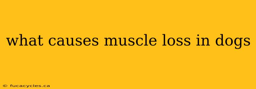 what causes muscle loss in dogs