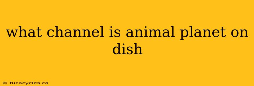 what channel is animal planet on dish