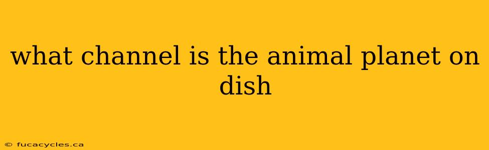 what channel is the animal planet on dish