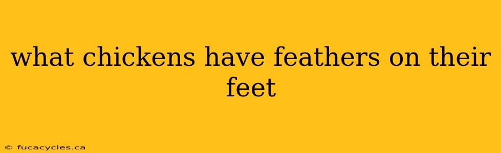 what chickens have feathers on their feet