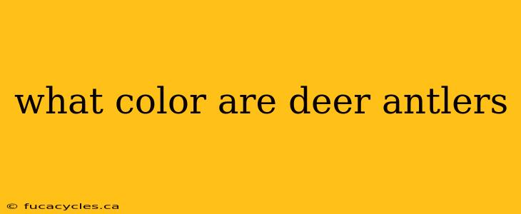 what color are deer antlers